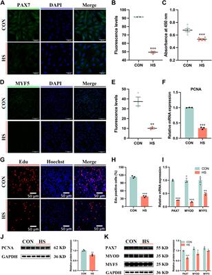 Heat stress inhibits the proliferation and differentiation of myoblasts and is associated with damage to mitochondria
